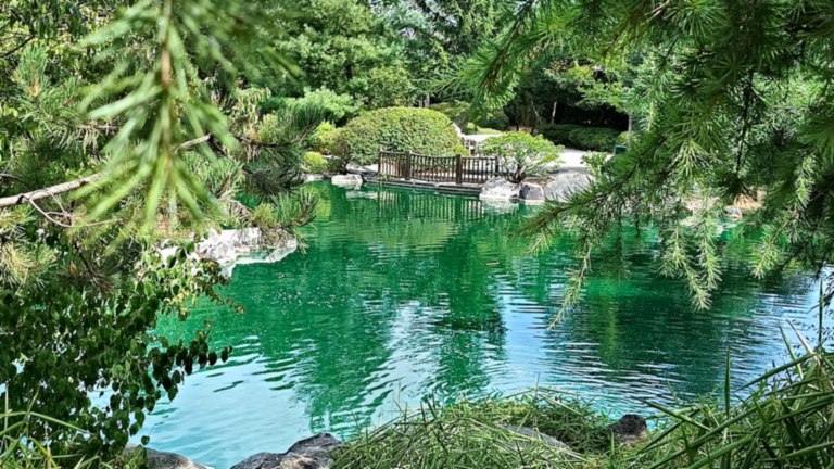 Vue du bassin du jardin japonais de Dijon à travers les branches des arbres avec une passerelle sur l’autre rive.