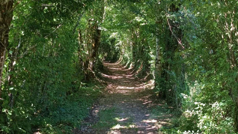 Sentier boisé montant vers la chapelle Saint-Ermenfroi à Cusance