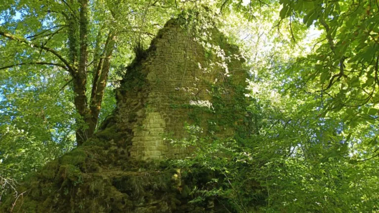 Vestiges en pierre de l’ancien château féodal de Cusance dans la végétation
