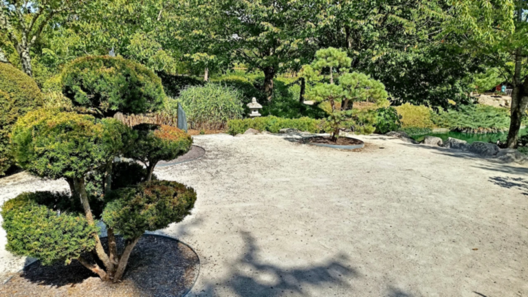Jardin zen de Dijon avec sol minéral, lanterne en pierre et arbres taillés selon la méthode niwaki.