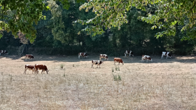 Troupeau de vaches dans une prairie bordant le chemin de la Tour des Bois