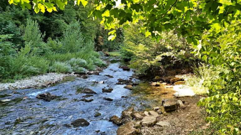 Cours du Cusancin bordé de rochers et d’une végétation dense en aval de la source
