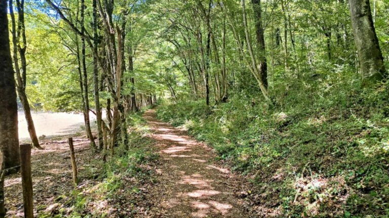 Chemin ombragé traversant la forêt en direction de la Tour des Bois à La Tour-de-Sçay