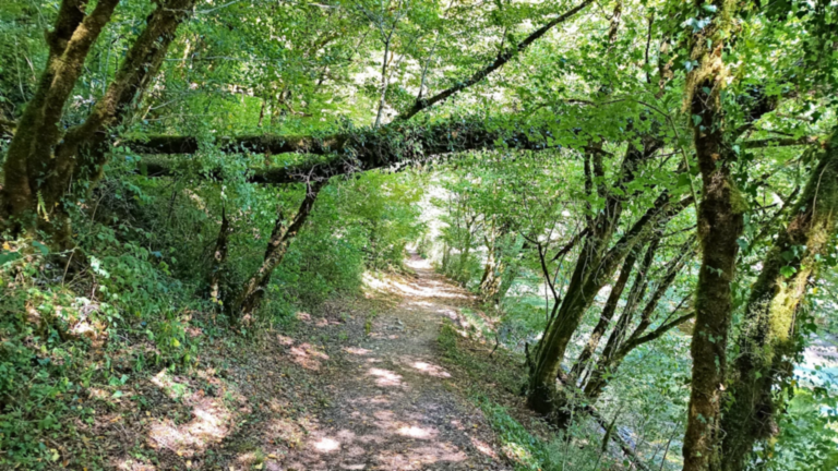 Petit sentier ombragé longeant l’eau pour rejoindre la Source Bleue de Cusance