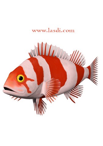 poisson d’avril à imprimer poisson clown coloré