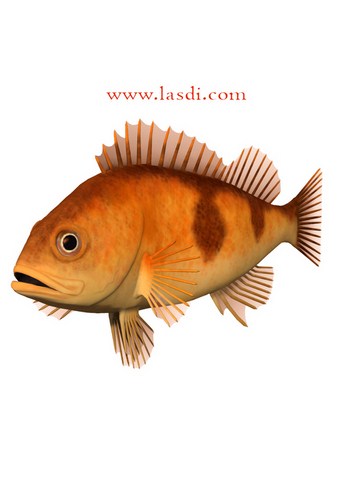 poisson d’avril à imprimer poisson orange illustré