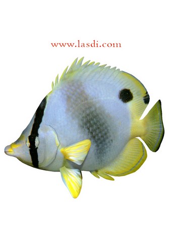 poisson d’avril à imprimer poisson tropical coloré