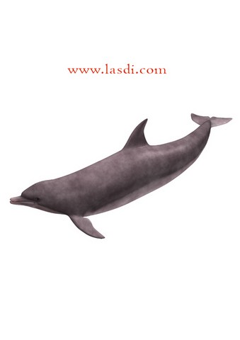 poisson d’avril à imprimer dauphin réaliste