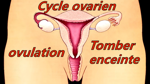 Le cycle ovarien
